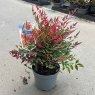 SHRUB Nandina domestica Obsessed ('Seika'PBR)