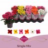 HOUSE Kalanchoe bloss ( single flower) 441493