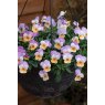 Viola Teardrops Apricot Purple Wing 02