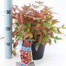 shrub Nandina domestica Blush Pink